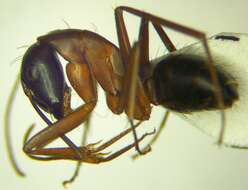 صورة Camponotus sanctus Forel 1904