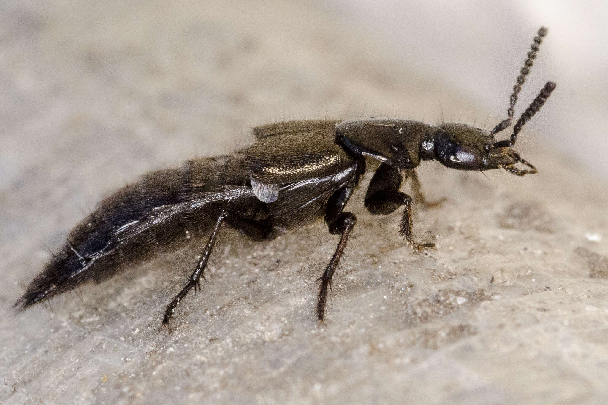 Image of Rove beetle