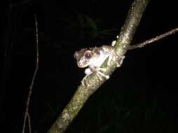 Image of Coronated Treefrog