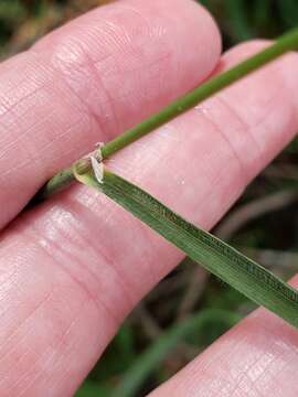 Image de Greeneochloa coarctata