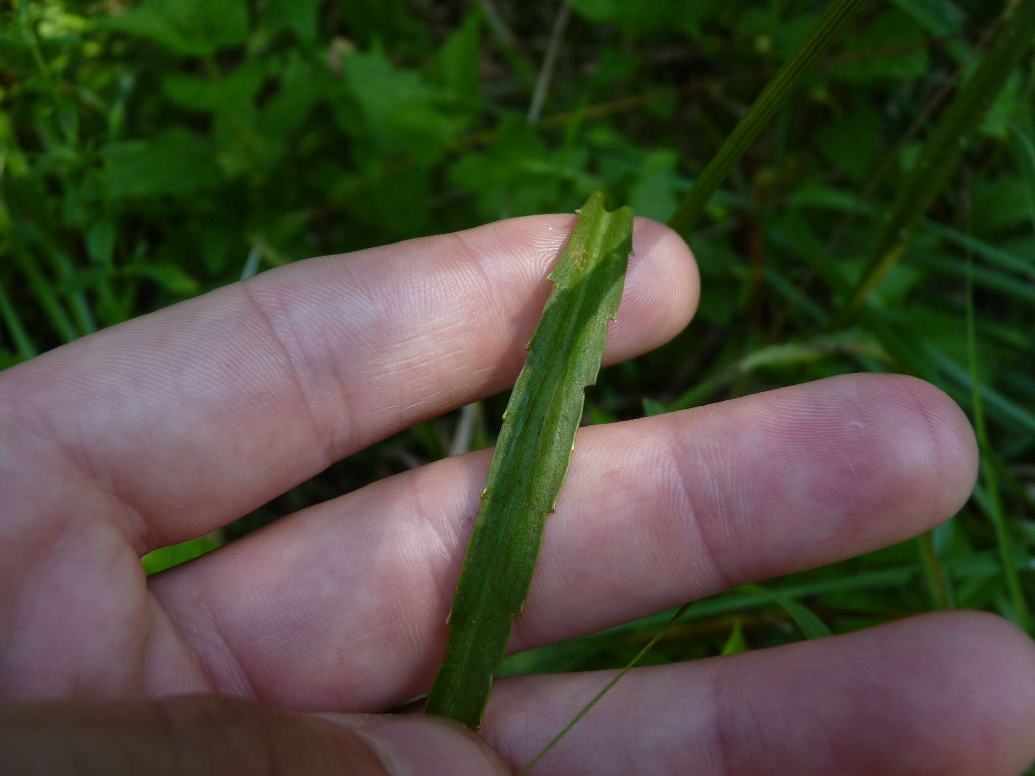 Image de Eryngium aquaticum L.