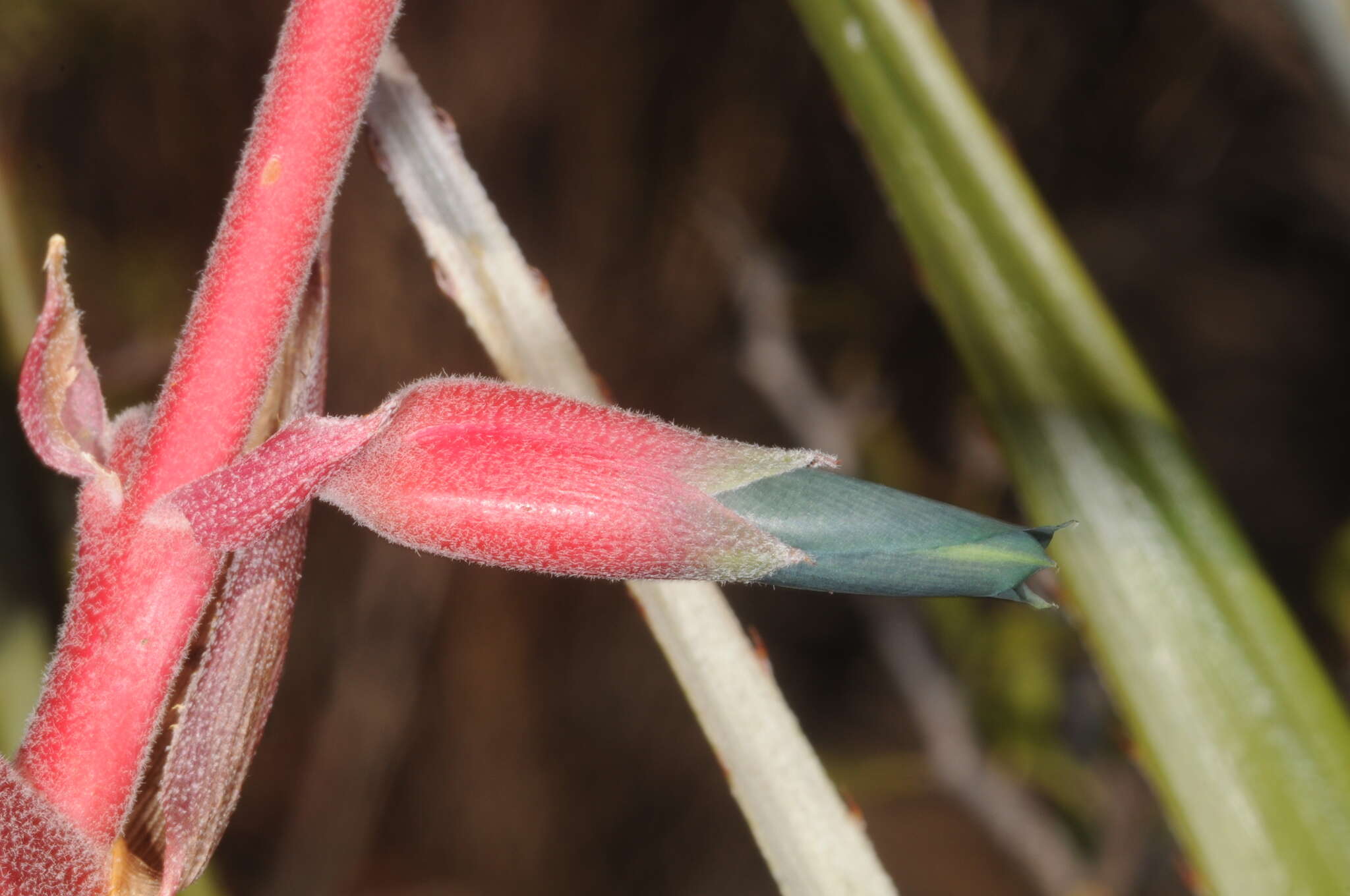 Imagem de Puya spathacea (Griseb.) Mez