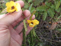 Image of Florida Keys sensitive pea