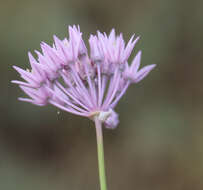 Image of Allium rubellum M. Bieb.