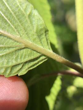 Image of Viburnum plicatum var. tomentosum (Thunb. ex Murray) Miq.