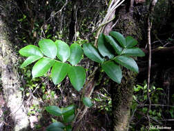 Image of Campsidium valdivianum Skottsb.