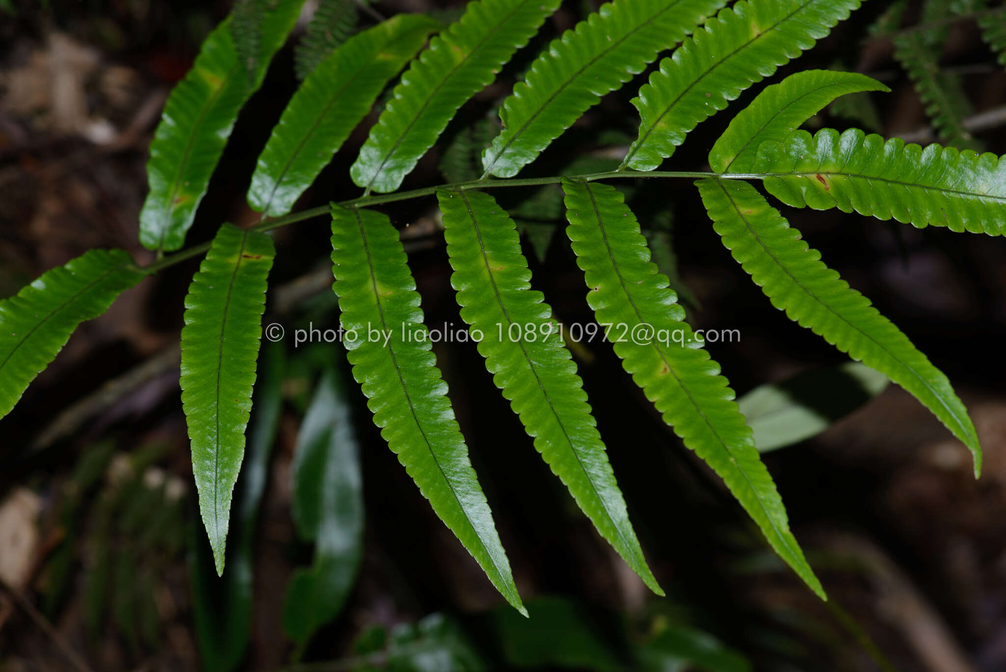 Image of Dryopteris podophylla (Hook.) O. Kuntze