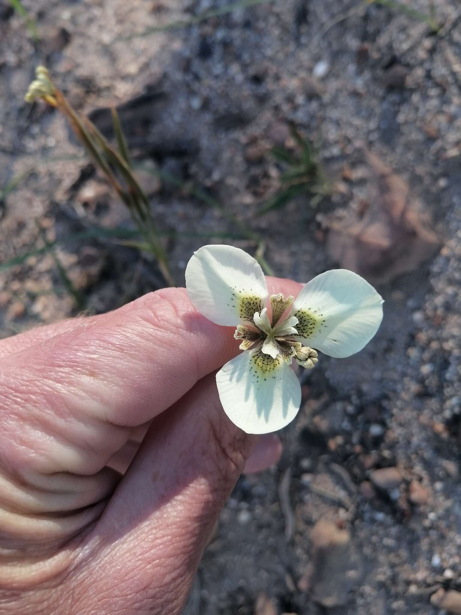 Moraea tricuspidata (L. fil.) G. J. Lewis resmi