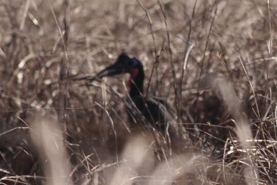 Image of Abyssinian Ground Hornbill