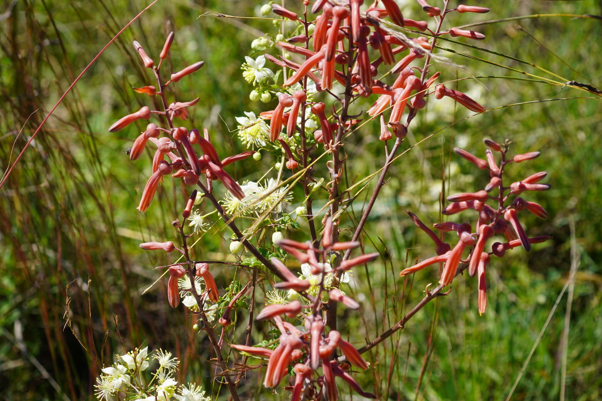 Image of Aloe transvaalensis Kuntze