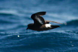 Image of British Storm Petrel