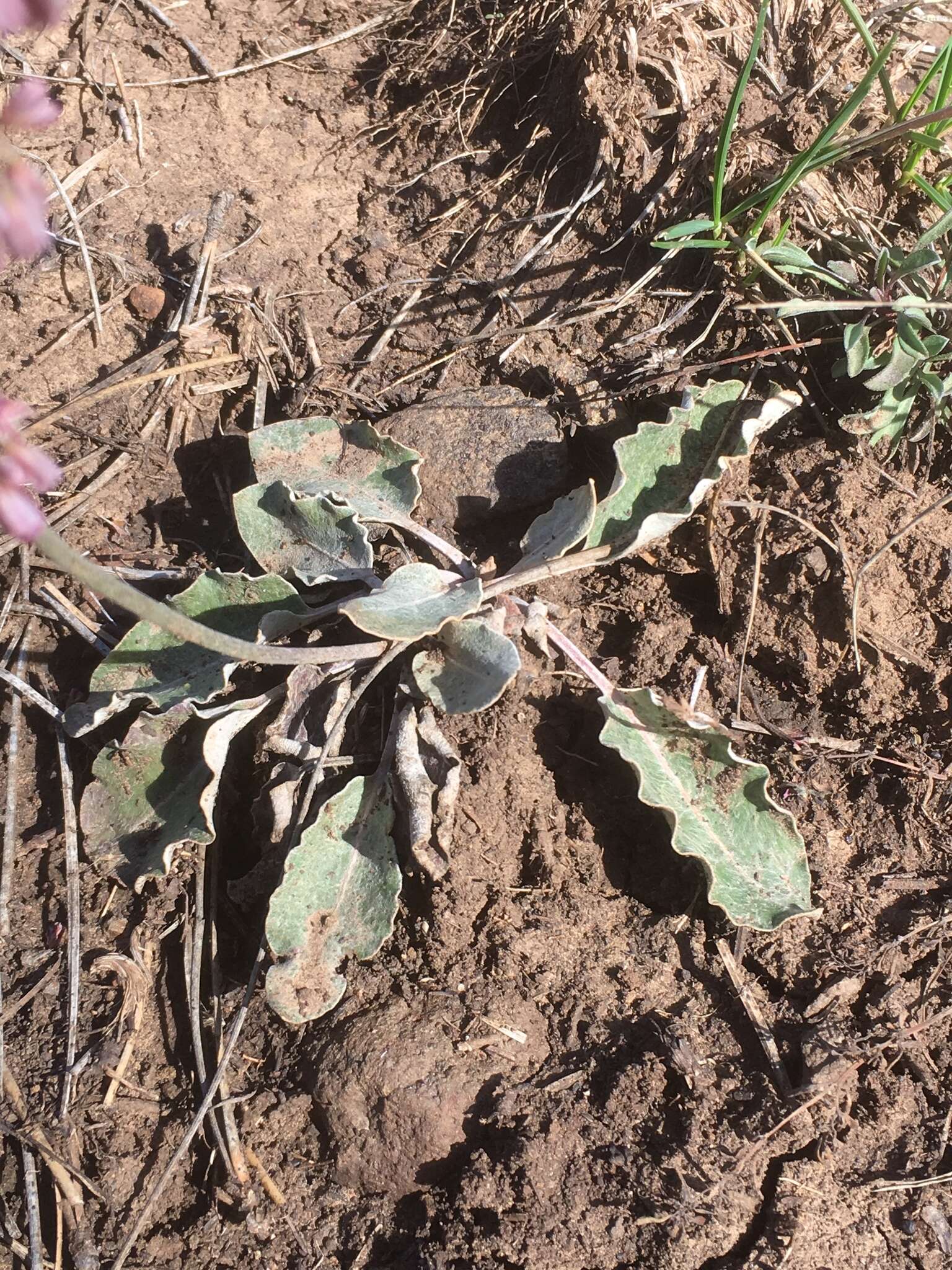 Image of redroot buckwheat