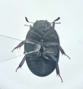 Слика од Coelostoma (Coelostoma) orbiculare (Fabricius 1775)