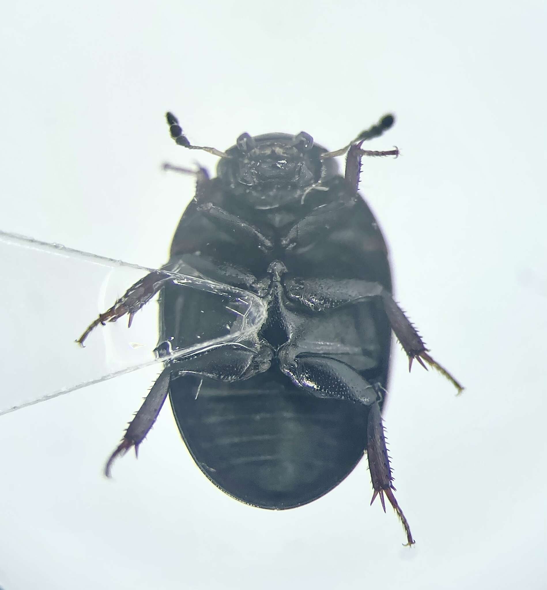 Image of Coelostoma (Coelostoma) orbiculare (Fabricius 1775)