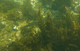 Image of Australian barracuda