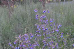 Image de Cynoglossum anchusoides Lindl.