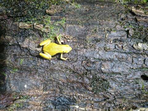 Image of Eastern Golden Frog