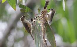 Image of Large-billed Gerygone