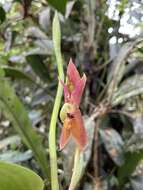 Image of Maxillaria schlimii (Linden & Rchb. fil.) Molinari