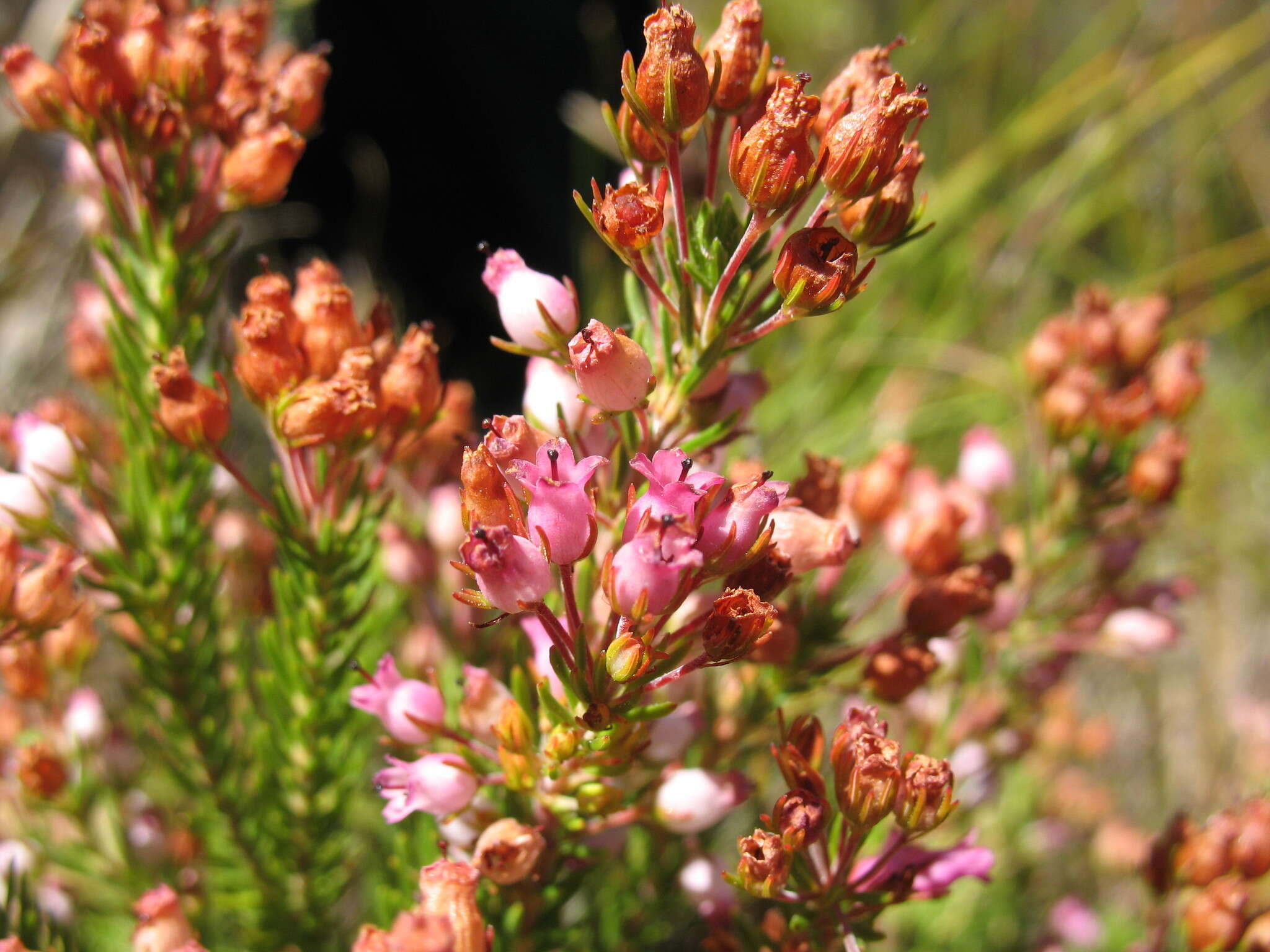 صورة Erica phillipsii L. Bolus