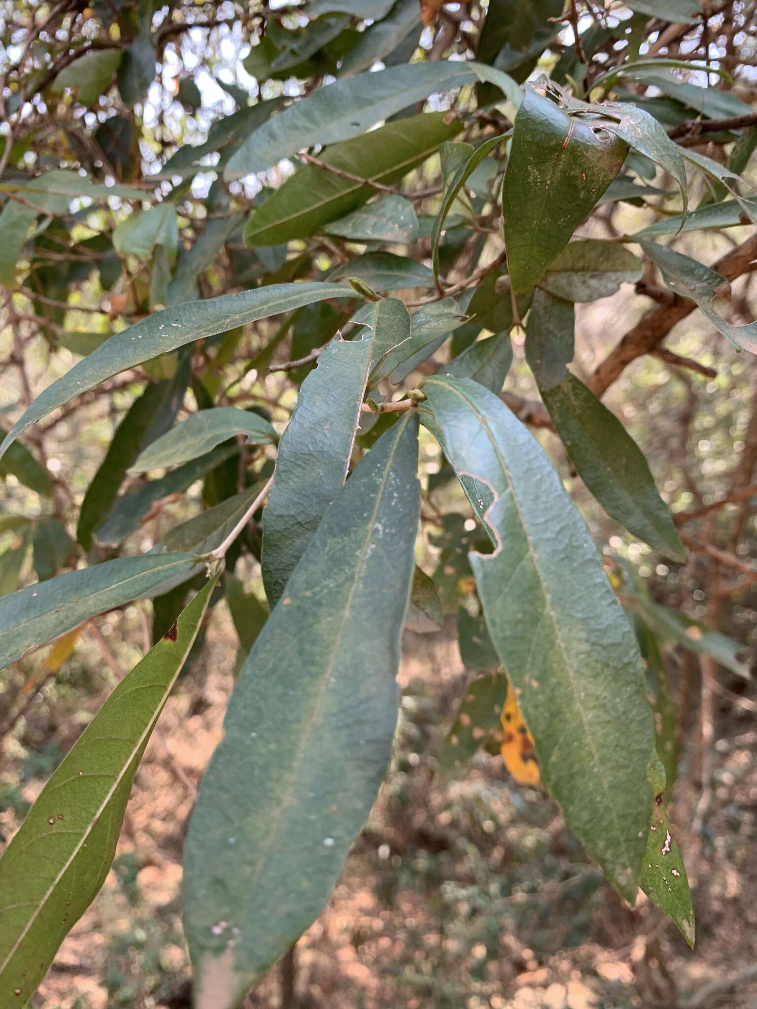 Image de Combretum kraussii Hochst.