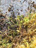 Image of Bog Orchid