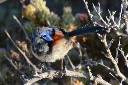 Image of Purple-backed Fairywren