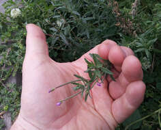 Image of Epilobium billardiereanum subsp. cinereum