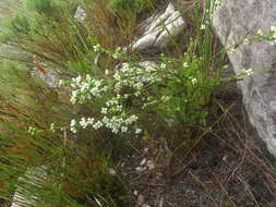 Image of Erica denticulata L.