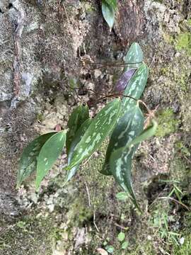 Image of Smilax arisanensis Hayata