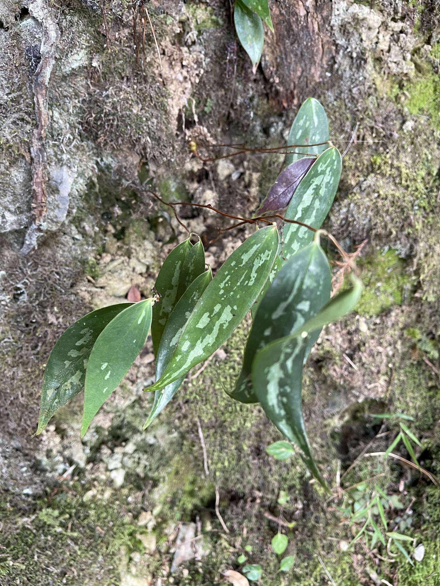 Smilax arisanensis Hayata resmi