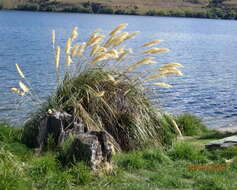 Plancia ëd Cortaderia selloana (Schult. & Schult. fil.) Asch. & Graebn.