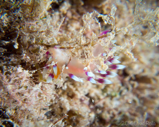 Image of Whitetip purple cerrata pink slug