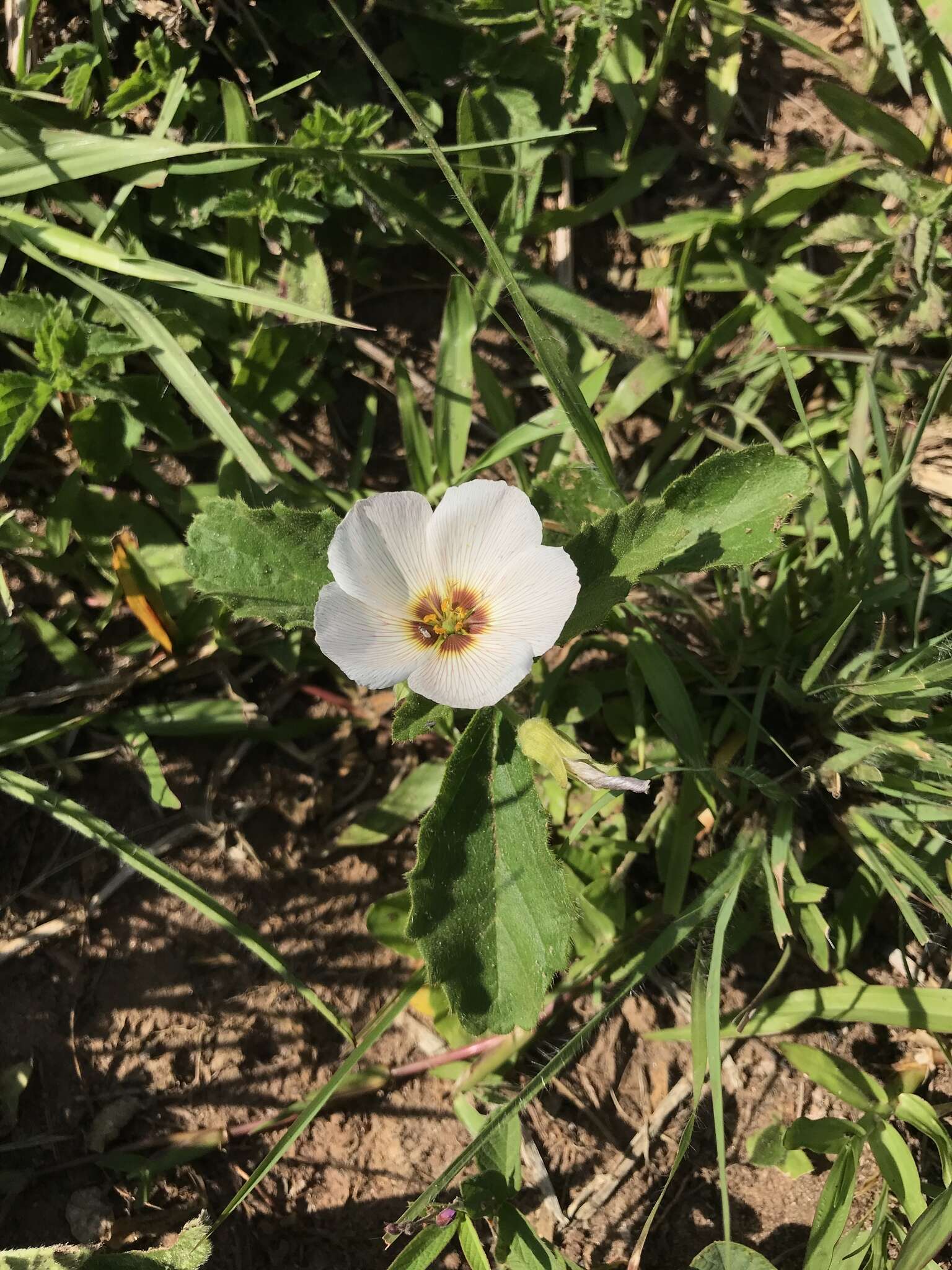 Turnera sidoides L.的圖片