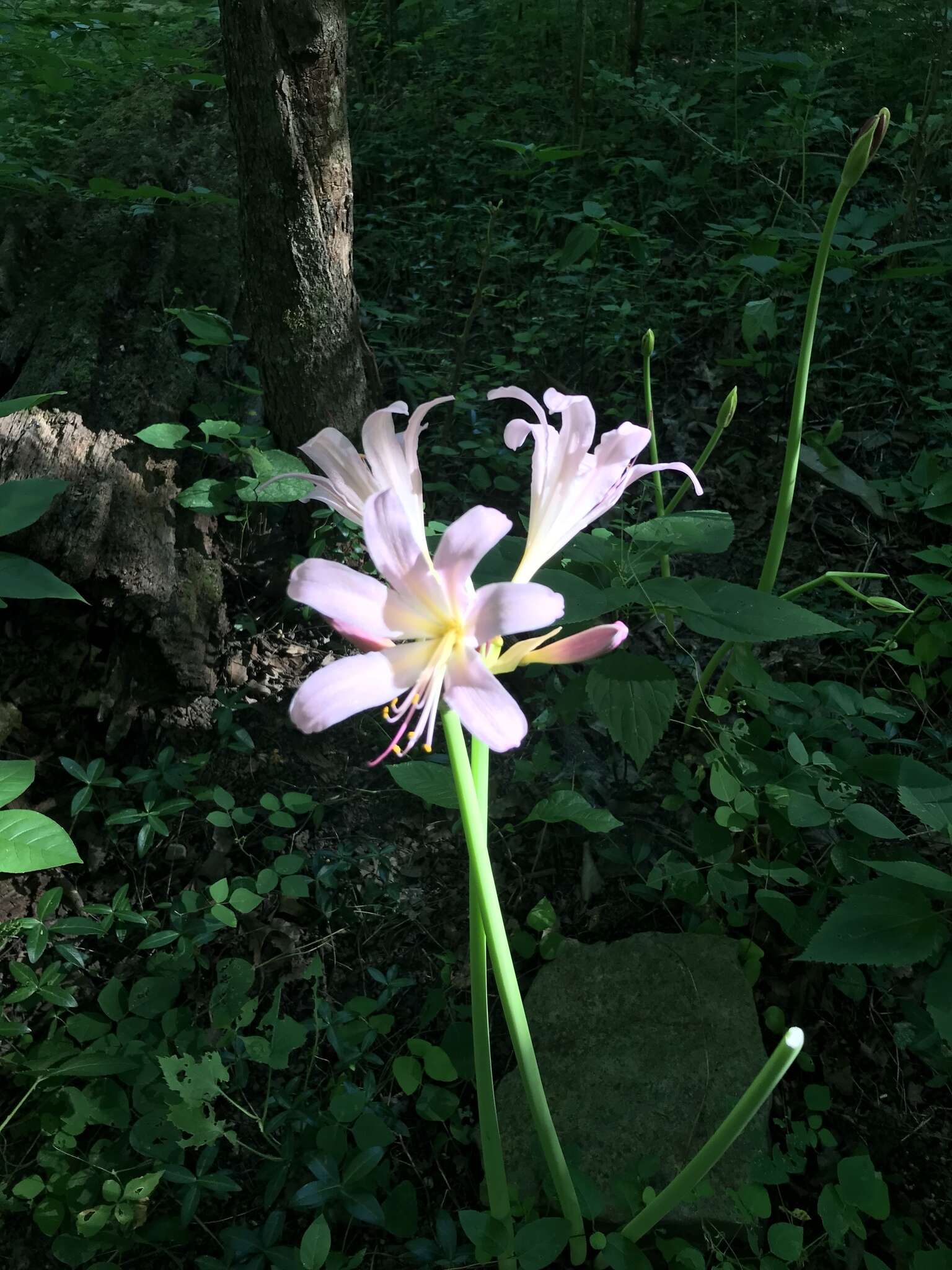 Image of resurrection lily