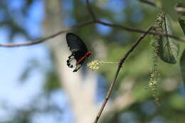 Image of Atrophaneura zaleucus (Hewitson 1865)