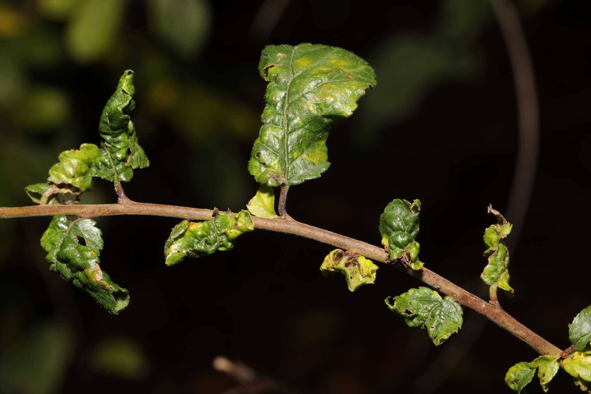 Слика од Brachycaudus (Brachycaudus) helichrysi (Kaltenbach 1843)