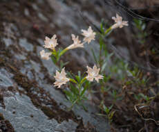 Image of Santa Lucia Mountain bush monkeyflower