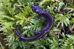 Image of Siskiyou Mountains salamander