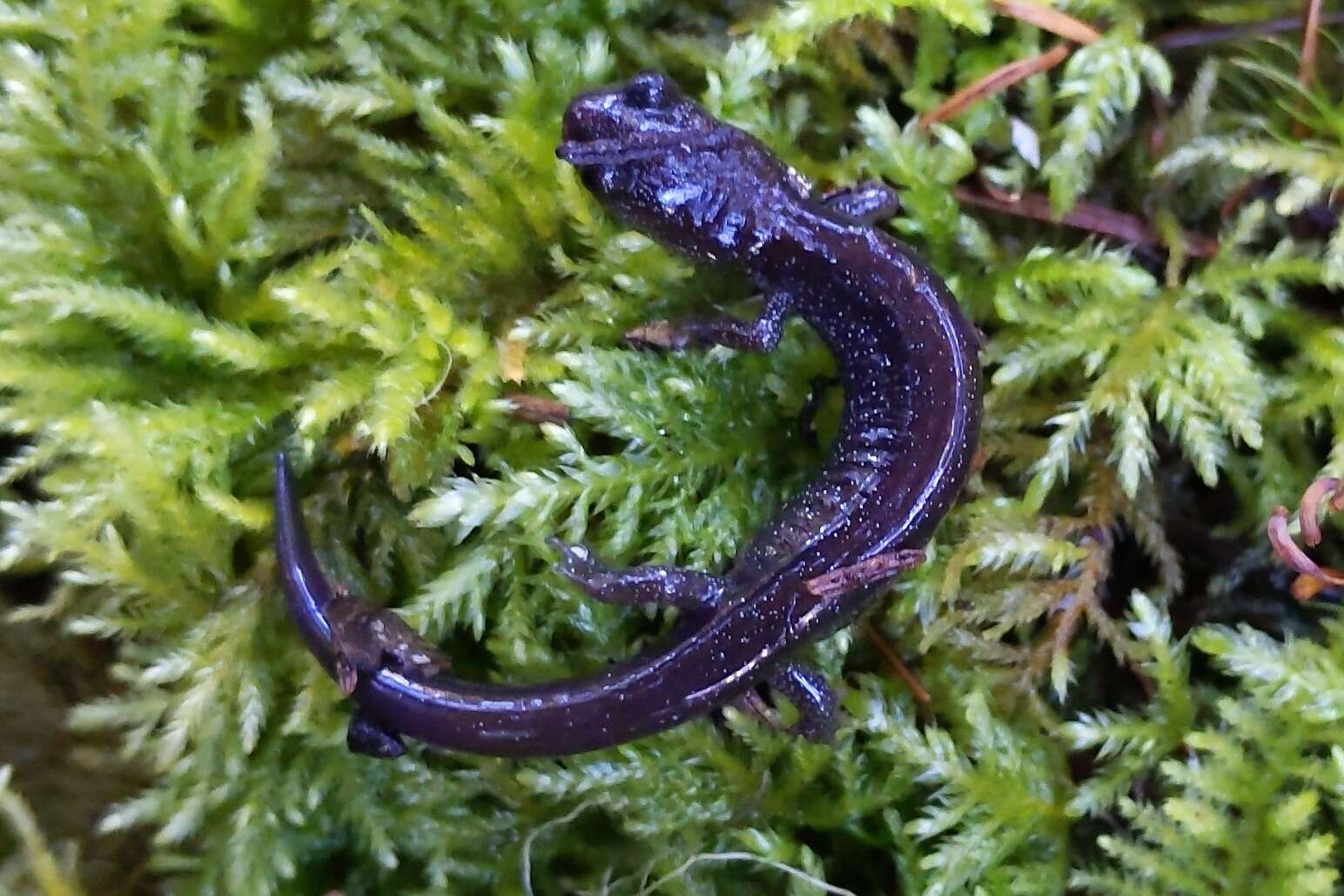 Image of Siskiyou Mountains salamander