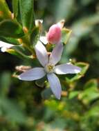 Image of Philotheca buxifolia subsp. buxifolia