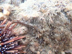 Image of Shortsnout pipefish