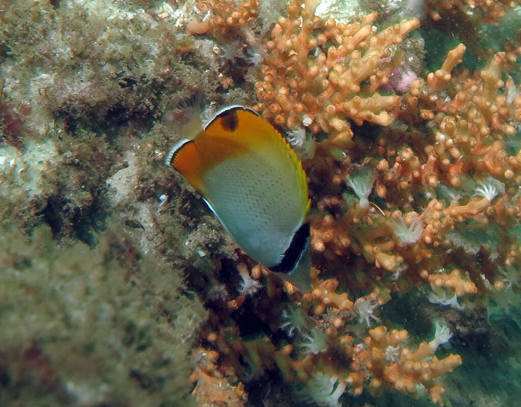 Image of Crochet Butterflyfish