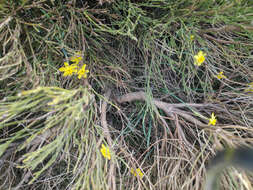 Image of Narcissus rupicola Dufour