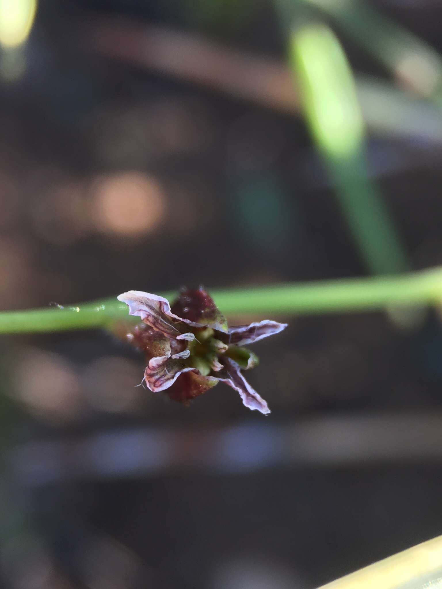 صورة Caulanthus coulteri (A. Gray ex S. Watson) S. Watson