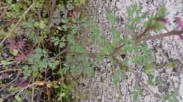 Image of Common Fumitory