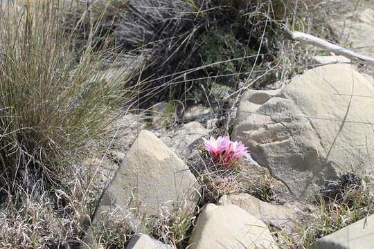 Sivun Thelocactus conothelos subsp. conothelos kuva