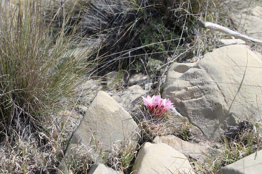 Image of Thelocactus conothelos subsp. conothelos