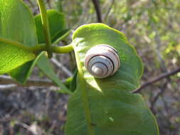 Image of Hemitrochus varians (Menke 1829)