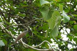 صورة Marsdenia mexicana Decne.